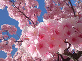 桜満開