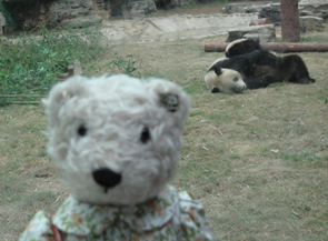 テディベア中国の旅10