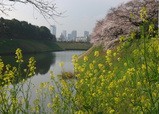 sakura boc