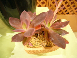 P1040100