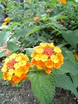 ランタナ