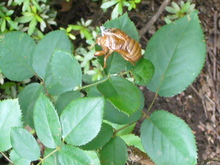 P1020039