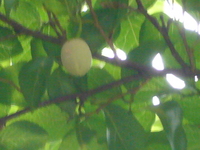 P1020042