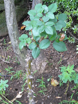 P1020038