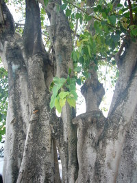P1030486