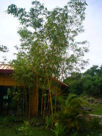 P1030520