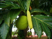P1030459