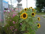 ƻϩ�Ƥ˺餯�����ȸ�����