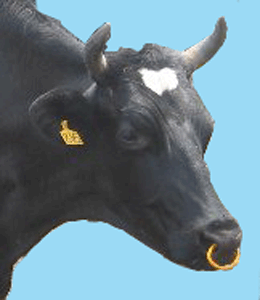 USIBIG