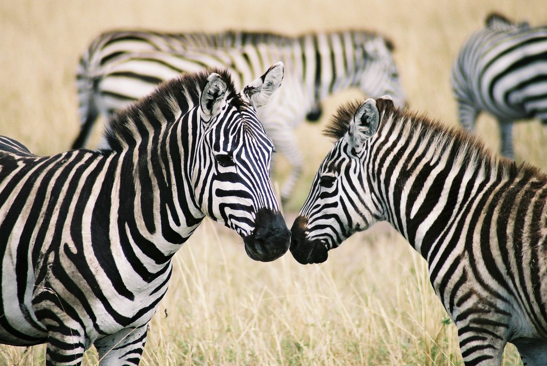 zebra