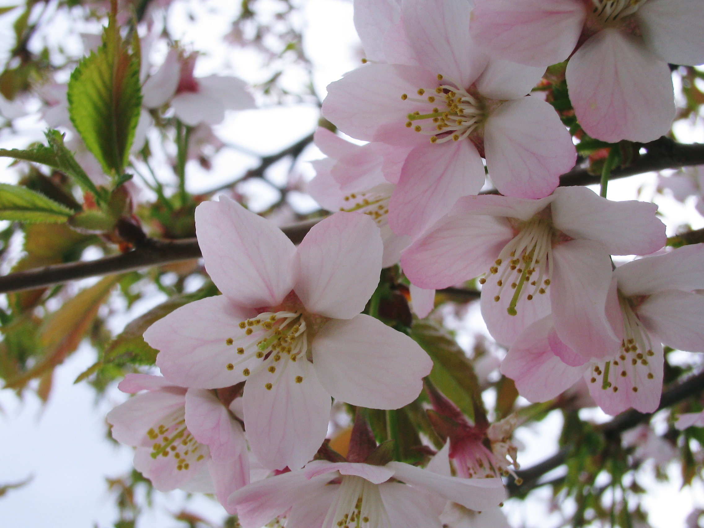 cherry blossoms