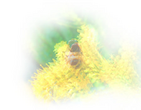 �ߥĥХ�