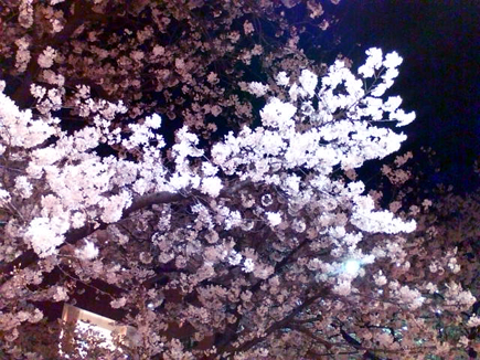 asada hiroyuki.com-sakura2008
