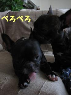 �ڤ��ڤ�2