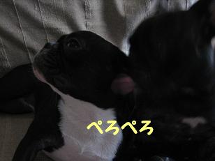 �ڤ��ڤ�