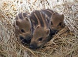 wild boar1