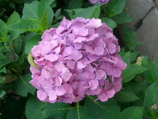 �˳ڻ�03