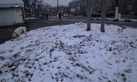 CA398907