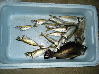 2009_10180022