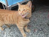 漁ちゃん