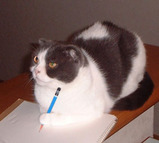 デッサンする猫