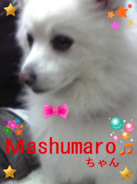 マシュマロちゃん