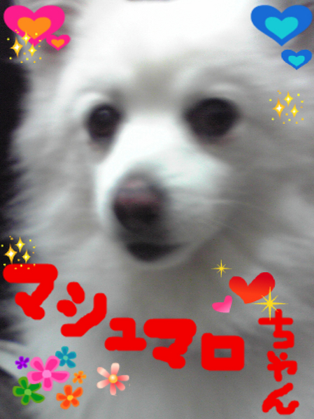 ふわふわ〜