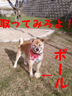サッカーだ!