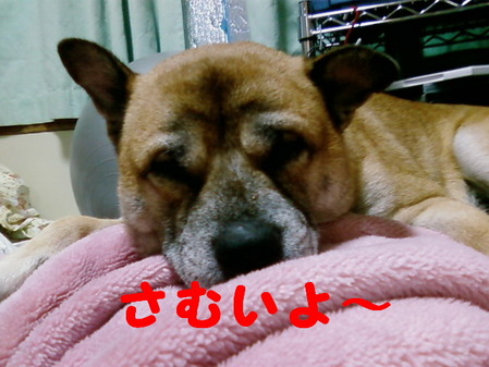 寒いらしいです
