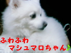 マシュマロちゃん