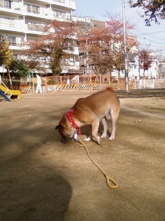 調査中のKORO