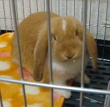 �ա������