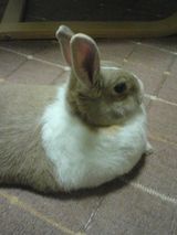 milko002