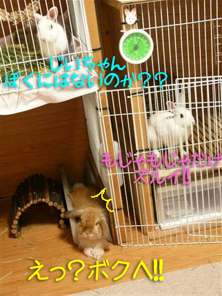 �ܥ���������