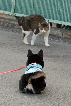 て、抵抗はしませんからっっっ