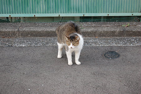 ねこにゃん