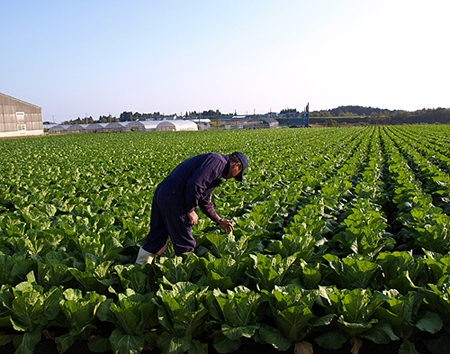 里脇白菜2008112