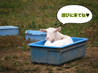 はこやぎ