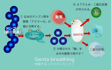 ATP����