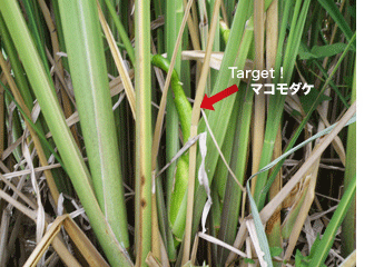 あった