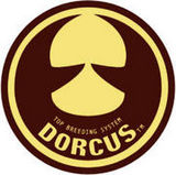 DORCUS