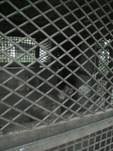 猿