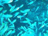 魚の大群アップ