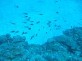 魚の大群。。。