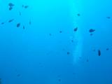海の中。。。。