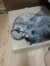 だっこ だっこ