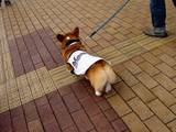 20051120-���åƥޥ꡼�󥺡���ĥ�ѥ졼��-1058-DSC07994