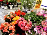20050508-��������Į2���ӥӥåȥ��������������ѡ��Х�塼������Ź������������͡������¨���-1507-DSC09566
