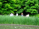 20050529-習志野市香澄・習志野緩衝緑地・香澄公園・ショウブ池・ハナショウブ-1132-DSC02188
