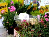 20050605-��������Į2���ӥӥåȥ��������������ѡ��Х�塼���֤�¨���-1700-DSC02767